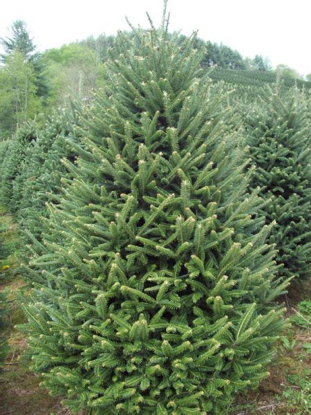 Best Christmas Tree Types – Real Christmas Tree Tip ...
