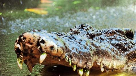 Riesen Krokodil Auf Den Philippinen NOZ
