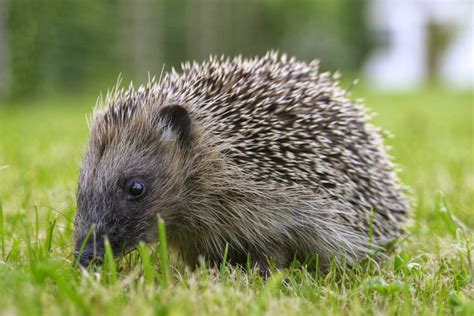 Hedgehog Animals | Amazing Facts & Latest Pictures | All Wildlife ...