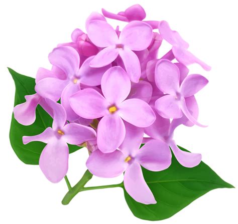 Lilac Png Transparent Image Download Size 600x567px