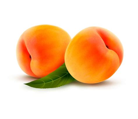 Two Fresh Peaches Vector Peach Vector Gradient Mesh Fruit Reference