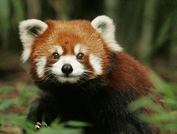January being the winter season, the sighting of the animals become. State animal of Sikkim (Red panda) complete detail - updated
