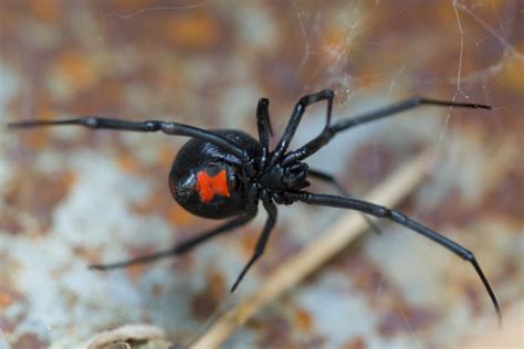 Spider Spotlight Black Widow Drive Bye Pest Exterminators