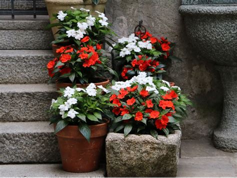Best Shade Flowers For Pots Growing Shade Flowers In