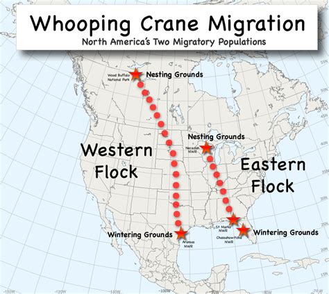 Jnorth Images Graphics Crane Map Map Annual All  Map Crane Migrations
