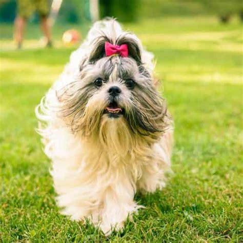 Top 10 Cutest Small Dog Breeds in the World - The Paw Dynasty