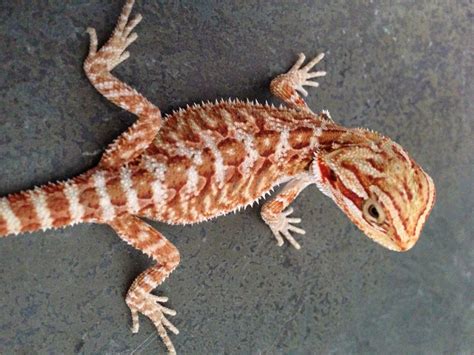 Products Archive Bearded Dragon Breeders Canada