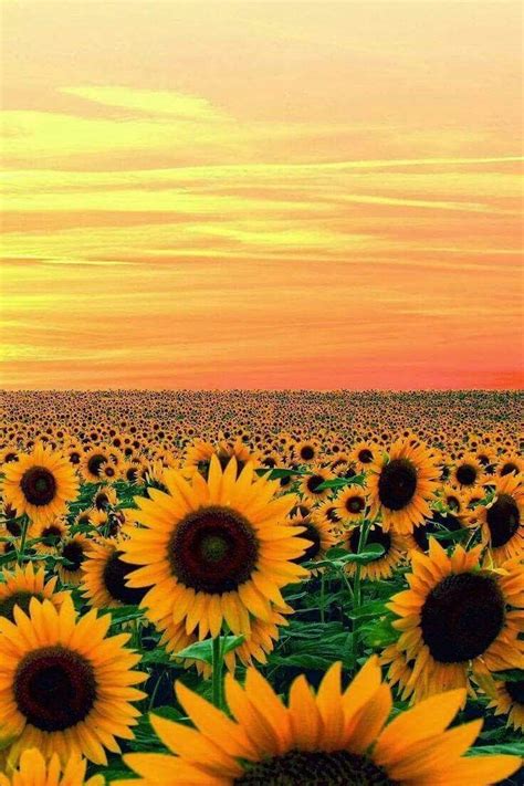 Atardecer En Un Campo De Girasoles Maryland Eeuu Beautiful Flowers