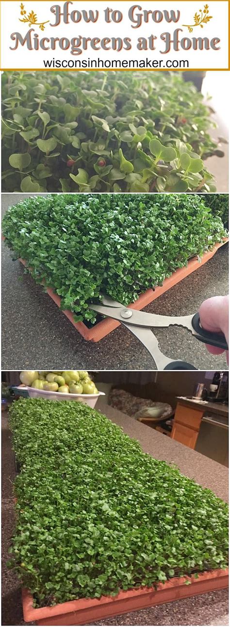 How To Grow Microgreens Growing Microgreens Hydroponic