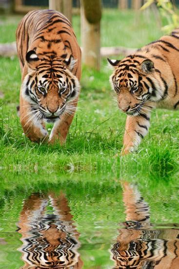 Portrait Of Sumatran Tigers Panthera Tigris Sumatrae Big Cat Reflected