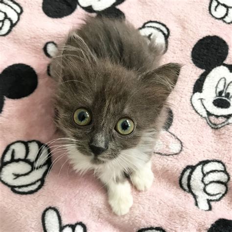 Meet The Adorable Kitten With Hydrocephalus Who Got A Second Chance At