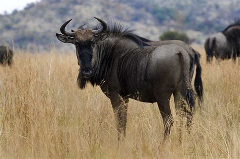 Wildebeest Animal Wildlife