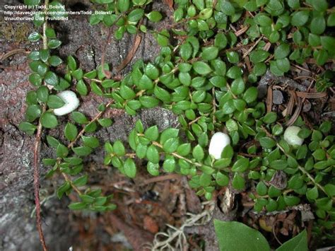 Plantfiles Pictures Creeping Snowberry Gaultheria Hispidula By Todd