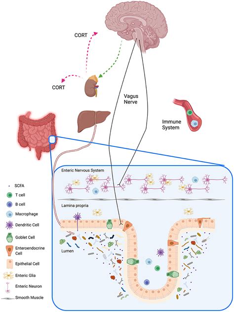 Frontiers The Relationship Between The Gut Microbiome Immune System