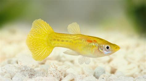HOW TO TAKE CARE OF A GUPPY FISH FOR BEGINNERS AND BREEDING TANK ...