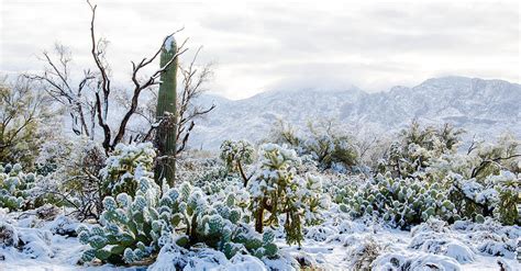 Blanket Of Snow In The Sonoran Desert Photograph By Michael Moriarty