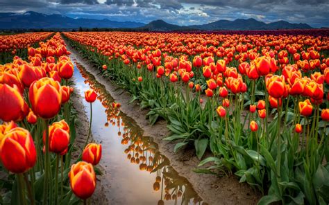 Mountain Of Tulips Wallpapers Wallpaper Cave