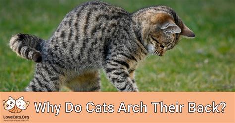 Why Do Cats Arch Their Back