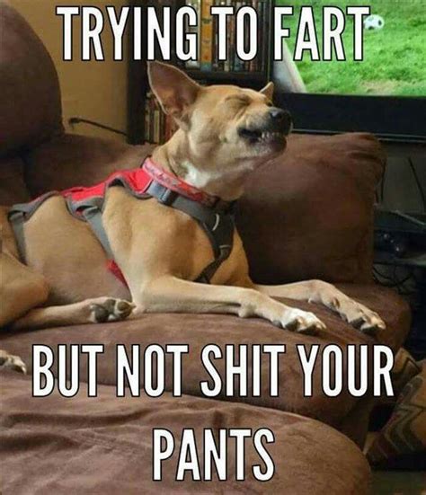 Trying Funny Animal Quotes Animal Jokes Dog Quotes Funny Animals