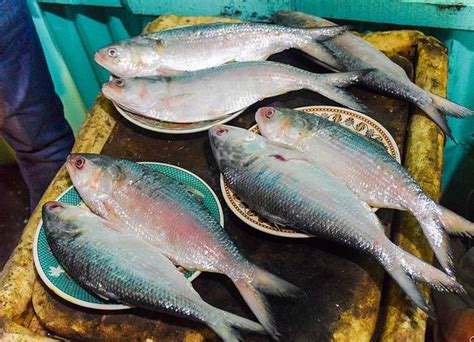 Species In News Hilsa Fish Civilsdaily