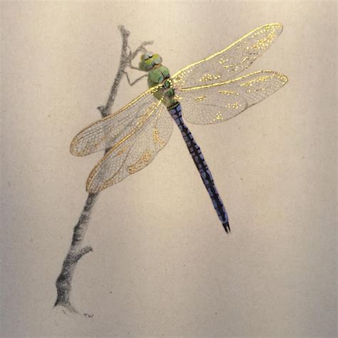 Emperor Dragonfly A Memory From Last Summer Goldpoint Watercolour