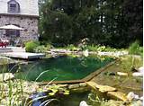 Natural Swimming Pool Landscaping Pictures