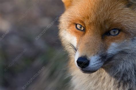 Red Fox Head Stock Image F0231985 Science Photo Library