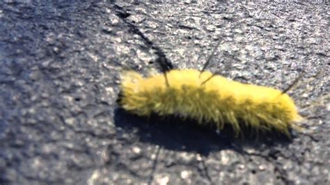 Poisonous American Dagger Moth Caterpillar Yellow And Black Fuzzy