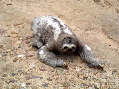 On The Road Sloths Photo 36191155 Fanpop