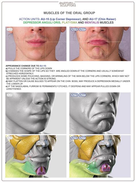 Anatomy Of Facial Expression Books Anatomyapp Learn Anatomy 3d