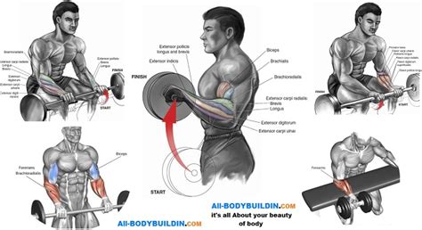 Forearm Workouts Best 4 Exercises To Build Forearms Bodydulding