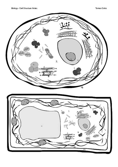 Here's a diagram of a plant cell: 12 Best Images of Animal Cell Labeling Worksheet - Label ...
