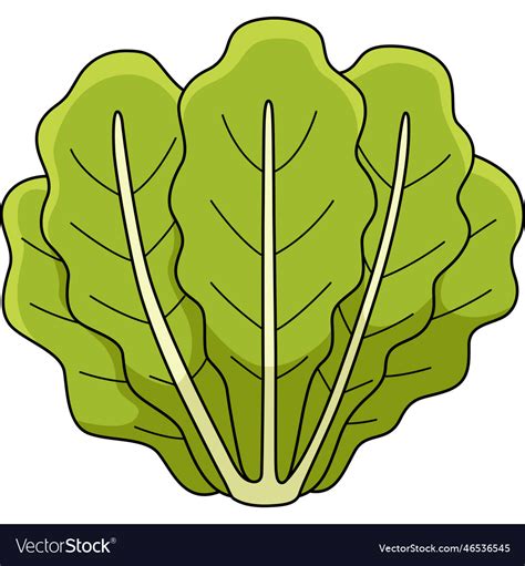 Romaine Lettuce Vegetable Cartoon Colored Clipart Vector Image