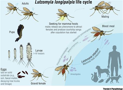 Lutzomyia Longipalpis Sand Fly Trends In Parasitology