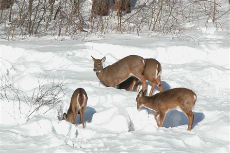 White Tailed Deer And Turkeys Feeding In Deep Snow Nick