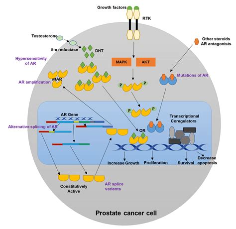 Mechanisms Of Resistance To Androgen Deprivation Therapy Adapted From Download Scientific