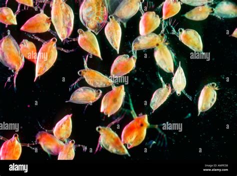 Water Fleas Daphnia Stock Photo Alamy