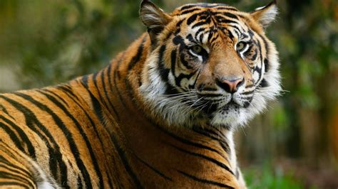Harimau Sumatera Fakta Dari Keberadaan Harimau Terakhir Di Indonesia