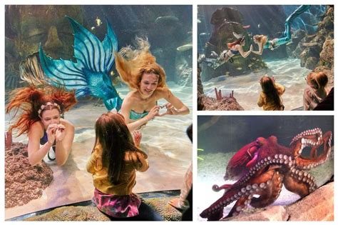 See Real Live Mermaids Swimming With Sharks At The Trafford Centre