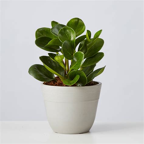 Baby Rubber Plant Teardrop Peperomia