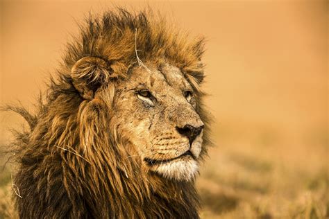 Lion Specials National Geographic Channel Abu Dhabi Photos Lion