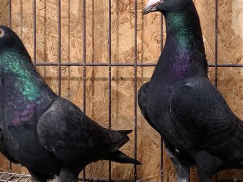 Jet Black Racing Pigeons For Sale Birdtrader