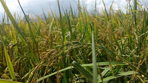 Padi sawah ialah sejenis padi yang ditanam di kawasan air bertakung yang disebut sawah padi. Panen padi(sawah)~film cinematic - YouTube
