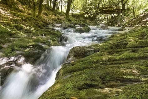 Mountain River Flowing Through The Green Forest Stream In The Wood