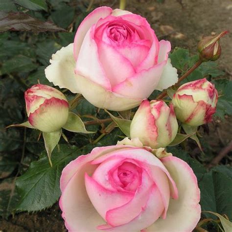 Eden Rose 88 Pierre De Ronsard Trevor White Roses Buy Now