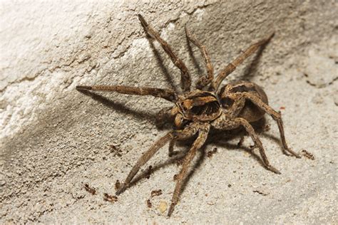 Common Poisonous House Spiders