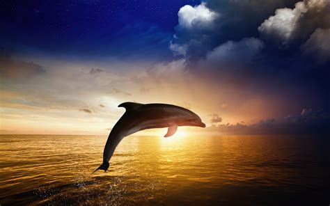 Dolphin Jumping Wallpaperhd Animals Wallpapers4k Wallpapersimages