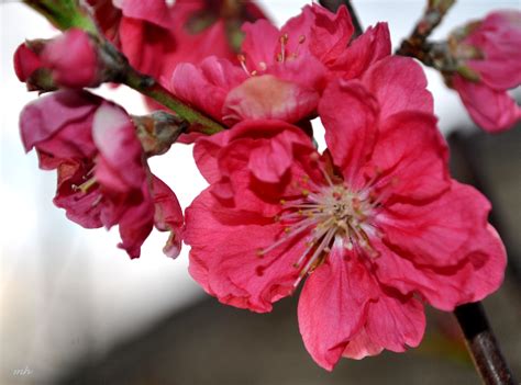 Loài hoa đỏ tươi, to như bắp chân: COTG-31: Hoa đào ngày Tết | Just Flowers 2
