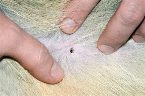Tick Attached To Dog Stock Photo Image Of Lyme Human 34559920