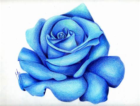 Is one of the png about free nonphoto blue png. Blue Rose by pensierimorti on DeviantArt